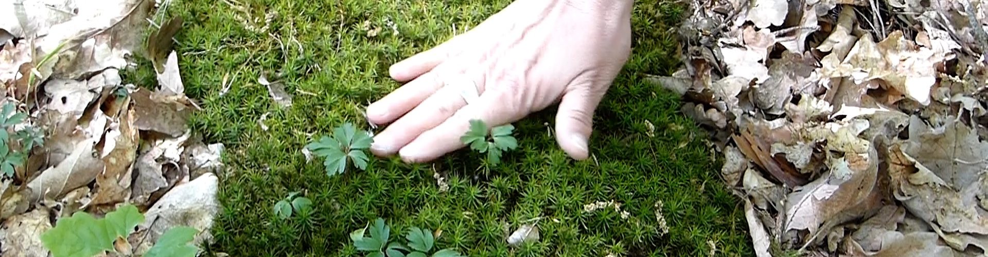 Gerontoaktiv - Besuch vom Wald - Den Wald spüren - Waldimpressionen- Ein Film mit Gesang und Impressionen für Menschen mit Demenz