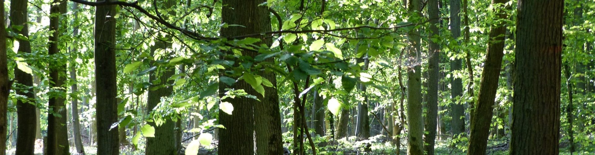 Gerontoaktiv - Besuch vom Wald - Waldimpressionen- Ein Film mit Gesang und Impressionen für Menschen mit Demenz