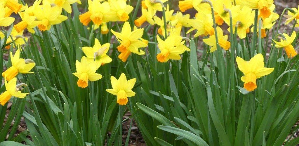 Thema Frühling Mai